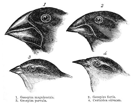 Darwins Finches